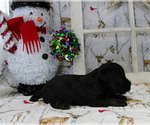 Small Photo #11 YorkiePoo Puppy For Sale in CHANUTE, KS, USA