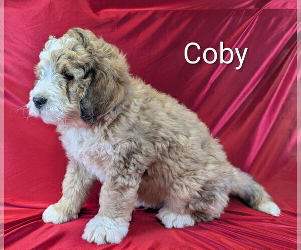 Medium Photo #6 Bernedoodle Puppy For Sale in CANON CITY, CO, USA