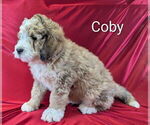 Small #1 Bernedoodle