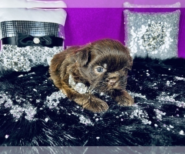 Medium Photo #4 Shih Tzu Puppy For Sale in HAYWARD, CA, USA