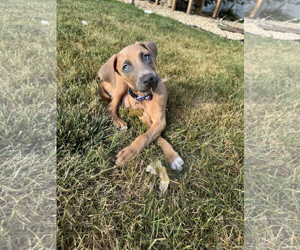 Medium Photo #1 Doberman Pinscher-Unknown Mix Puppy For Sale in Minneaoplis, MN, USA
