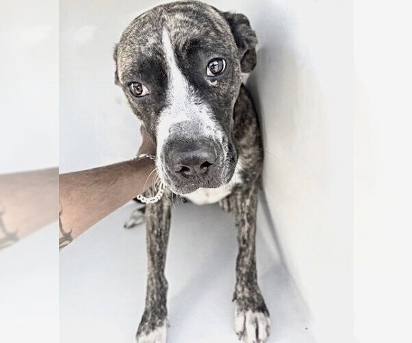 Medium Photo #1 Boxer-Unknown Mix Puppy For Sale in Houston, TX, USA