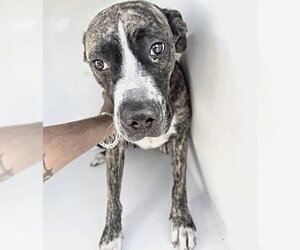 Boxer-Unknown Mix Dogs for adoption in Houston, TX, USA