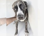 Small Boxer Mix