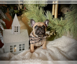 Small Photo #8 French Bulldog Puppy For Sale in ANN ARBOR, MI, USA