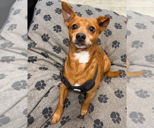 Medium Photo #3 Chiweenie Puppy For Sale in Ellijay, GA, USA
