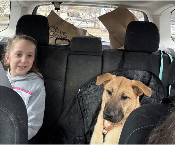 Medium Photo #5 German Shepherd Dog-Unknown Mix Puppy For Sale in Winston Salem, NC, USA