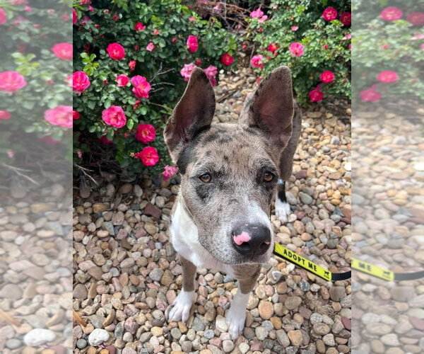 Medium Photo #1 Catahoula Leopard Dog-Unknown Mix Puppy For Sale in Lakewood, CO, USA