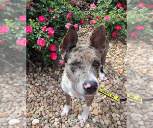 Catahoula Leopard Dog-Unknown Mix Dogs for adoption in Lakewood, CO, USA