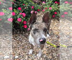 Small Catahoula Leopard Dog Mix