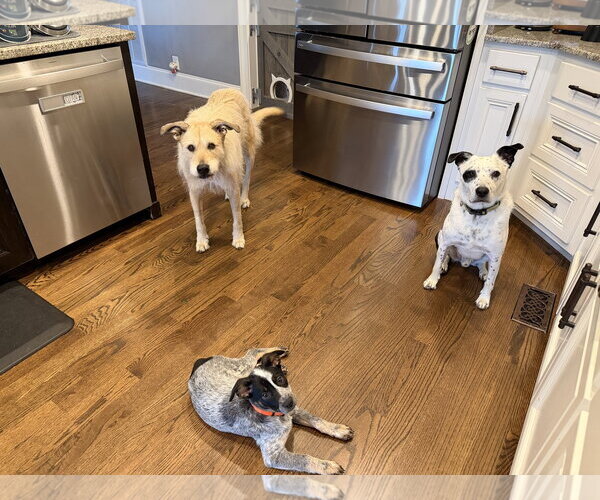 Medium Photo #5 Mutt Puppy For Sale in Garden City, NY, USA