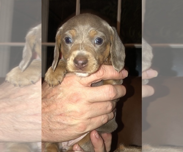 Medium Photo #2 Dachshund Puppy For Sale in CHARLOTTESVILLE, VA, USA