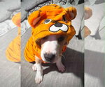 Small #4 Staffordshire Bull Terrier Mix