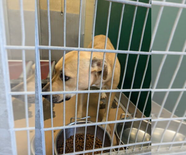 Medium Photo #1 Black Mouth Cur-Unknown Mix Puppy For Sale in Texas City, TX, USA