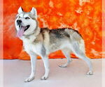 Small #1 Siberian Husky