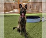 Small German Shepherd Dog Mix
