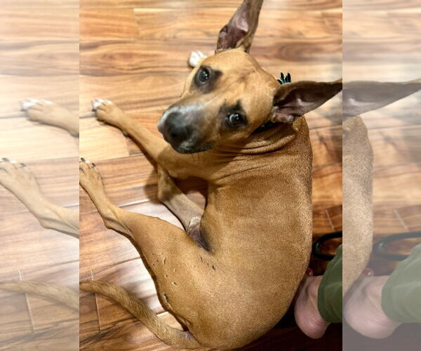 Medium Photo #3 Mutt Puppy For Sale in Royse City, TX, USA