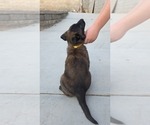 Small #1 Belgian Malinois