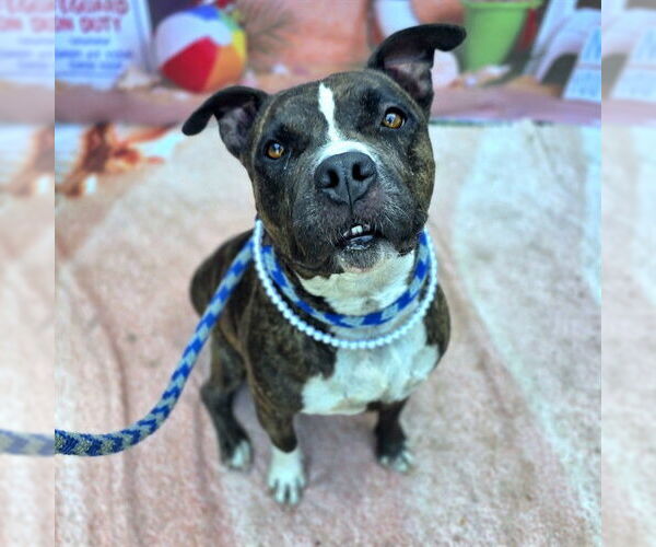Medium Photo #1 American Pit Bull Terrier Puppy For Sale in Long Beach, CA, USA