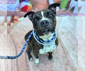 Medium American Pit Bull Terrier