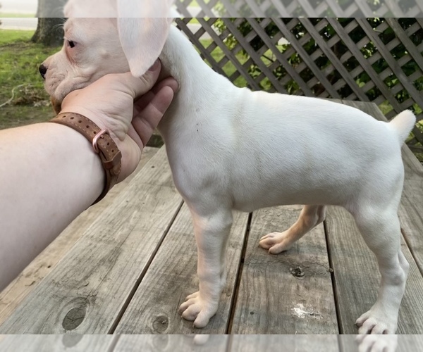 Medium Photo #17 Boxer Puppy For Sale in HUMBOLDT, TN, USA