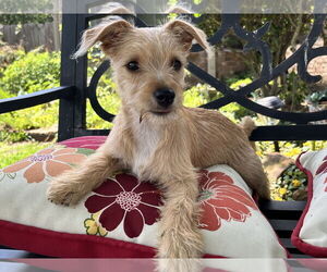 Mutt Dogs for adoption in The Woodlands, TX, USA