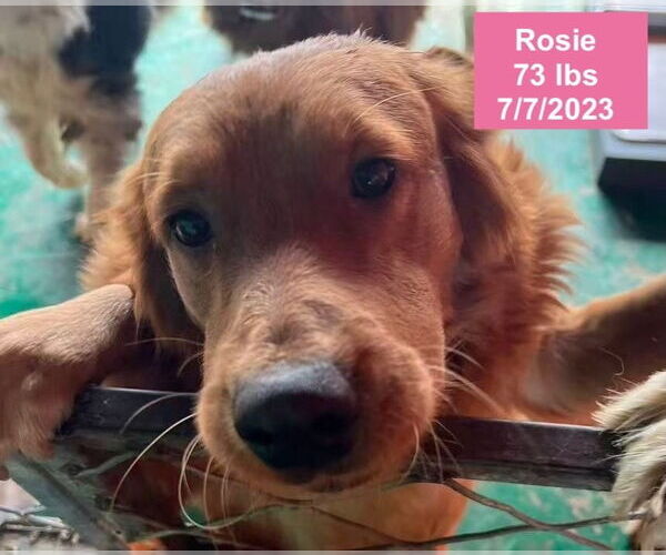 Medium Photo #1 Golden Retriever Puppy For Sale in West Hollywood, CA, USA