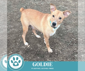 Mutt Dogs for adoption in Kimberton, PA, USA