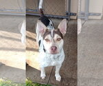 Small Photo #2 Mutt Puppy For Sale in Polson, MT, USA