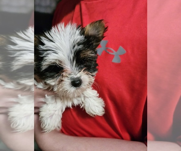 Medium Photo #14 Yorkshire Terrier Puppy For Sale in CONKLIN, NY, USA