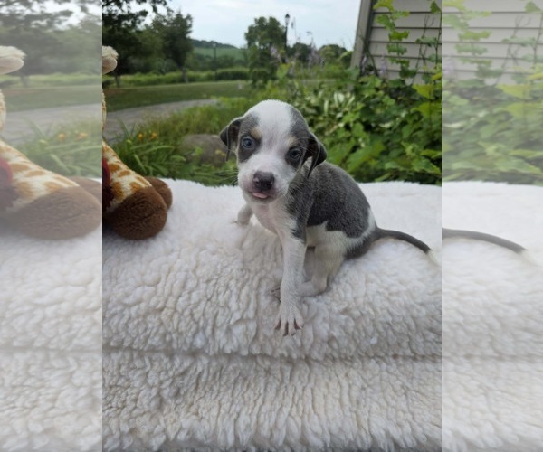 Medium Photo #2 Bulldog-Unknown Mix Puppy For Sale in SHERBURNE, NY, USA