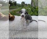 Small #1 Bulldog Mix