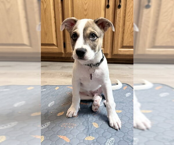 Medium Photo #2 Labsky Puppy For Sale in Genesee, WI, USA