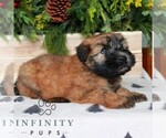 Small #1 Soft Coated Wheaten Terrier