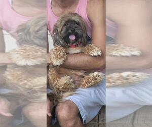 Mother of the Shih Tzu puppies born on 02/21/2025