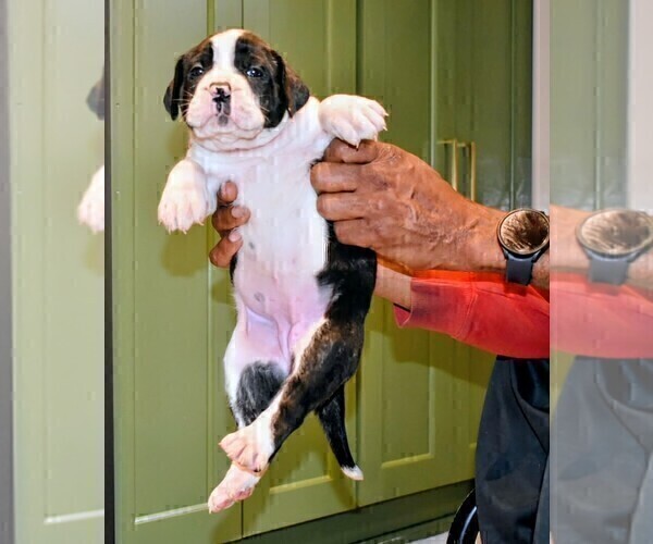 Medium Photo #46 Presa Canario Puppy For Sale in PHILADELPHIA, PA, USA