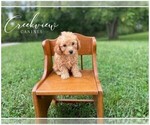 Small Photo #8 Poodle (Toy) Puppy For Sale in NIANGUA, MO, USA