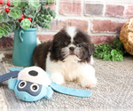 Small #8 Shih Tzu