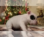 Small Photo #3 French Bulldog Puppy For Sale in FORESTVILLE, CA, USA