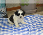 Small Photo #11 Shih Tzu-Zuchon Mix Puppy For Sale in GREENWOOD, WI, USA
