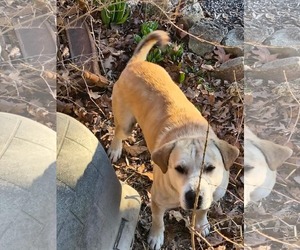 Dodger - Male Mutt Dog for Adoption - Photo #3