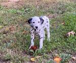 Small Photo #1 Dalmatian Puppy For Sale in RUFFIN, NC, USA