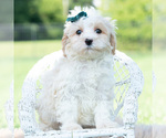 Small #4 Maltipoo (Miniature)