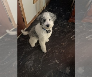 F2 Aussiedoodle Puppy for sale in MUSCATINE, IA, USA