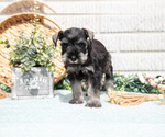 Small Photo #9 Schnauzer (Miniature) Puppy For Sale in BALTIC, OH, USA