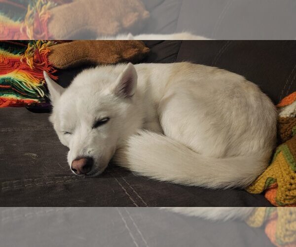 Medium Photo #2 Canadian Eskimo Dog-Unknown Mix Puppy For Sale in Fort Collins, CO, USA