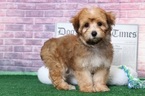 Small Photo #1 Yo-Chon Puppy For Sale in BEL AIR, MD, USA