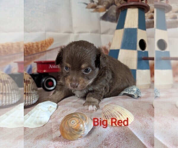 Medium Photo #1 Chihuahua Puppy For Sale in LEBANON, PA, USA