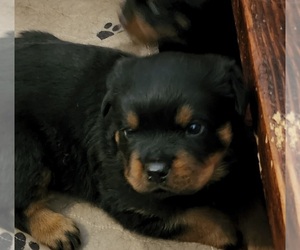 Rottweiler Puppy for Sale in WRAY, Colorado USA
