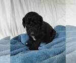 Small Photo #25 Labradoodle-Poodle (Standard) Mix Puppy For Sale in GALION, OH, USA